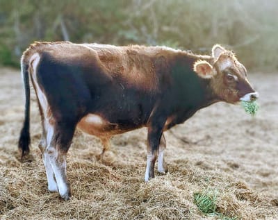 BB, A2A2 Mini Jersey Bull