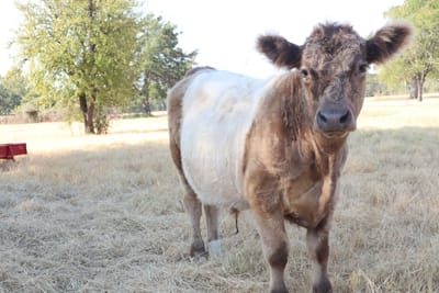 Hagrid, Mini-Mid Dun Belted Galloway Steer