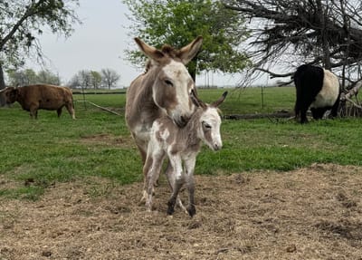 Red, Mini Donkey Jenny