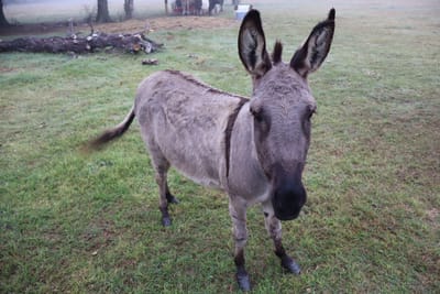 Carmel, Mini Donkey Jenny