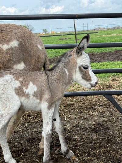 Slippers, Mini Donkey Jenny Foul