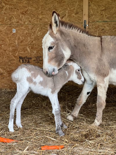 Mini Donkeys