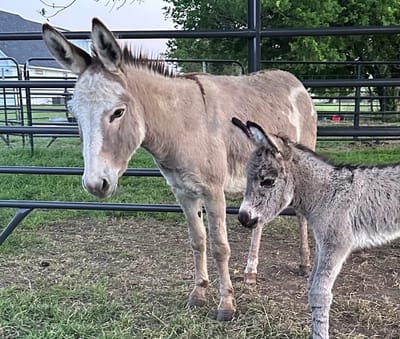 Chilly, Mini Donkey Jenny