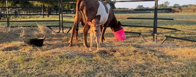 Homestead or Milk Cow Calves