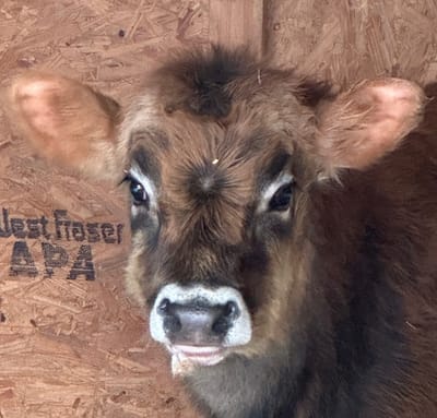 Dun Jersey x Belted Galloway Bull Calf