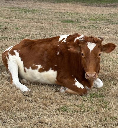 Marigold, Guernsey Cow