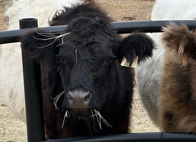 Genevieve, Mini-Mid Belted Galloway Cow SOLD