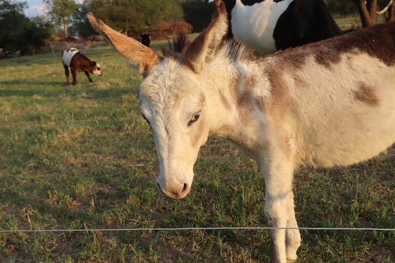 Freddy, Micro Donkey Jack