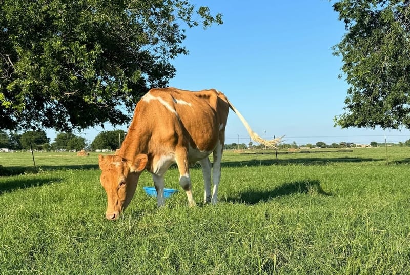 Cattle & Mini Donkeys