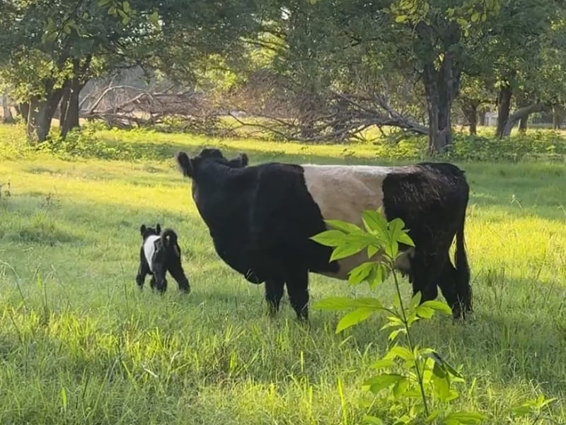 Genevieve, Mini-Mid Belted Galloway