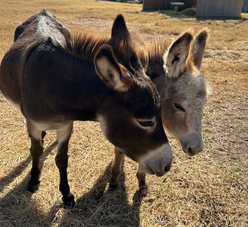 Rosa, Mini Donkey Jenny and Her Foul, Teddy