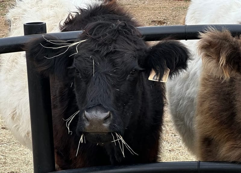 Genevieve, Mini-Mid Belted Galloway Cow