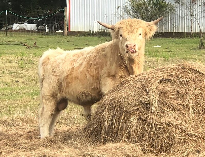 Pascal the Mini Highland Dexter Bull is Now Available